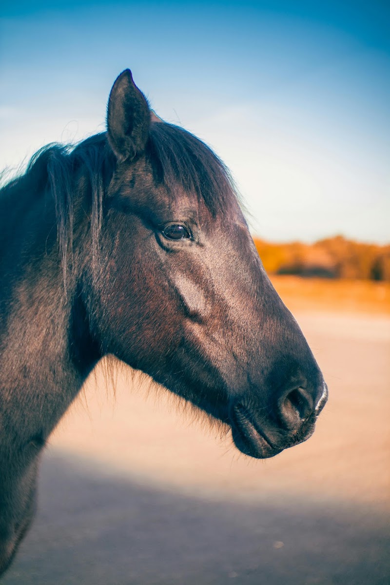 Cavalon Horse Riding photo 3