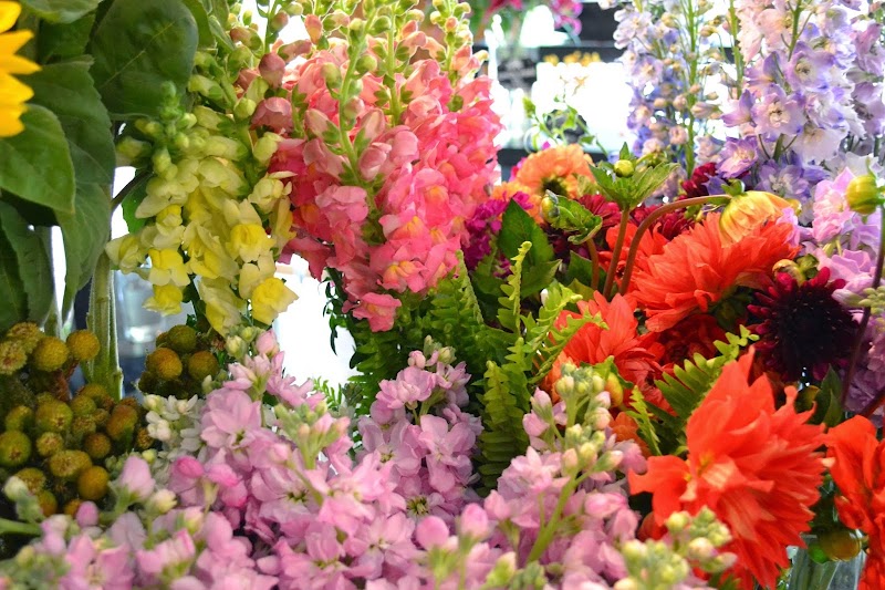 Dr. Delphinium photo 2